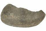 Fossil Whale Ear Bone - Miocene #177770-1